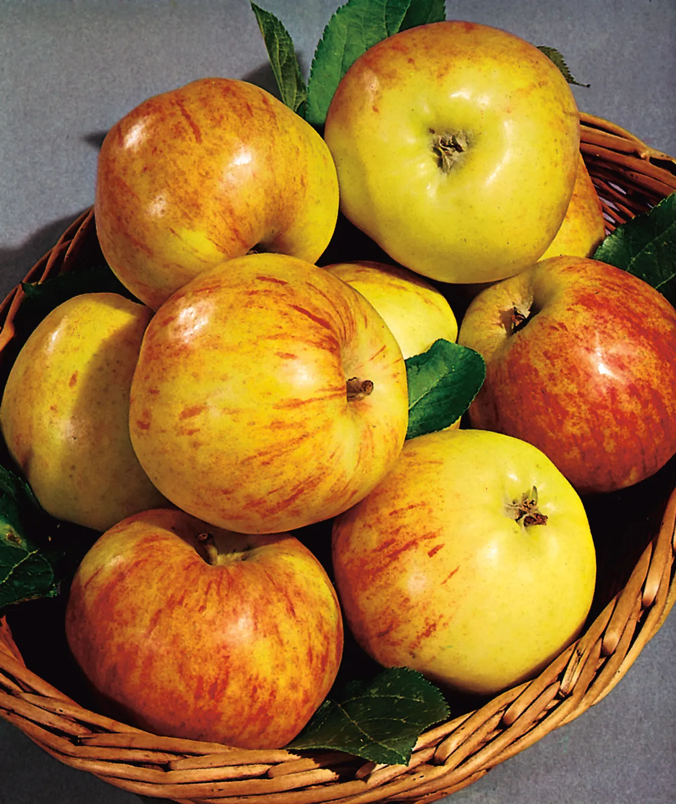 Äpple 'Gravensteiner' - bild 5