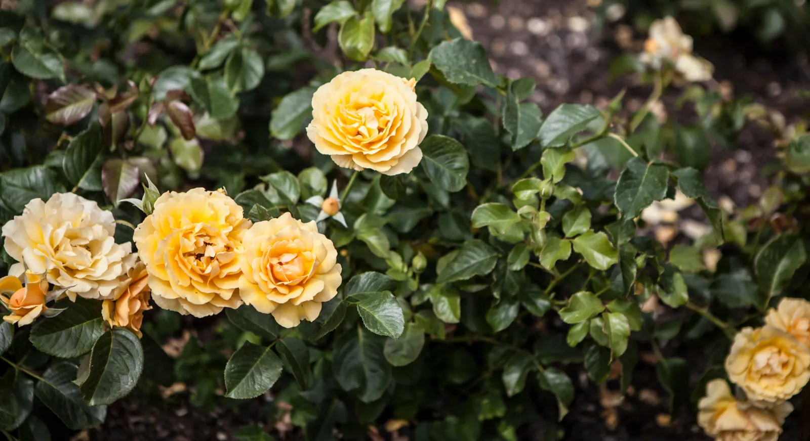 Floribundaros AMBER QUEEN ('Harroony') - bild 4