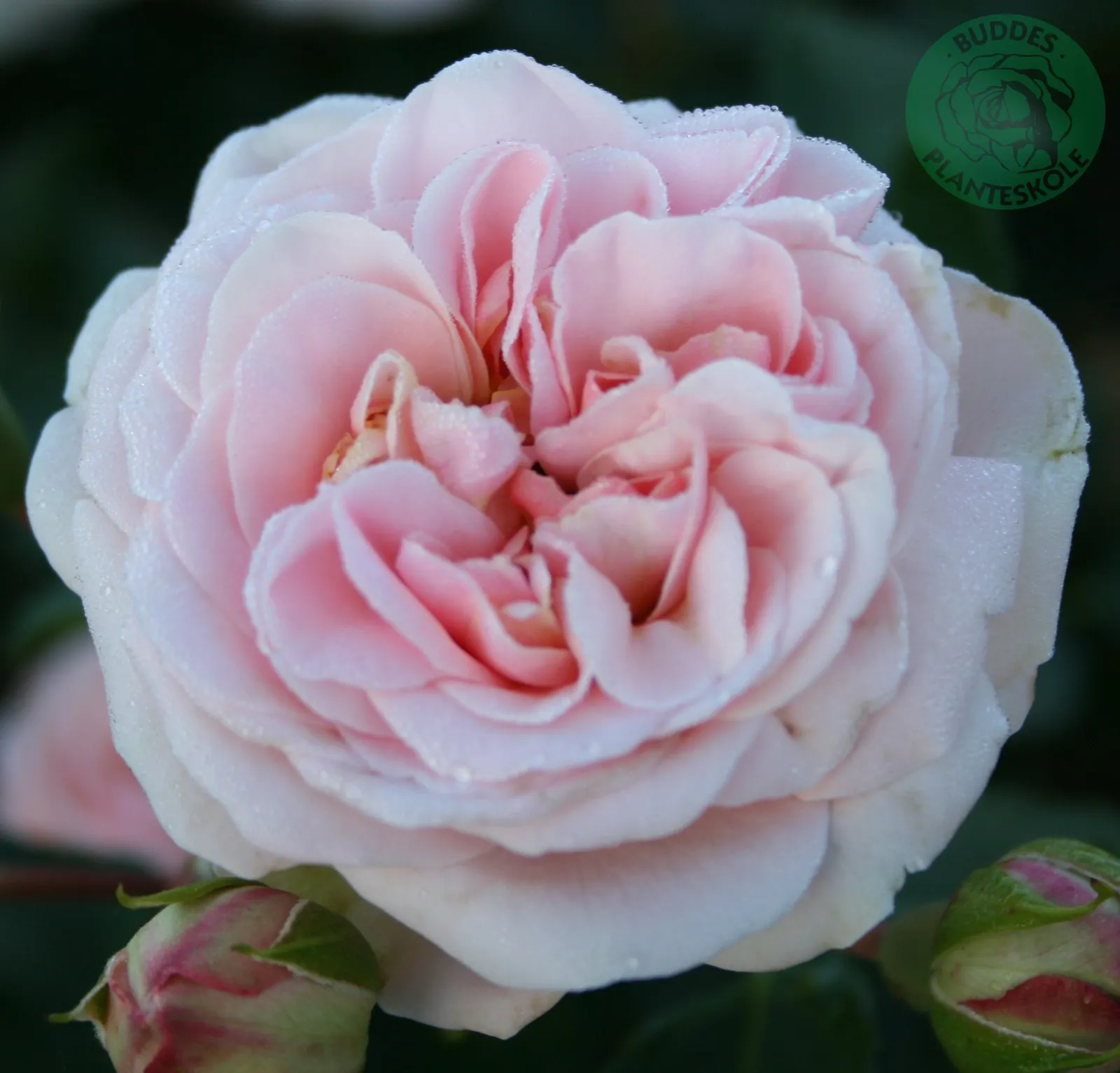 Floribundaros DRONNING MARGRETHE ('Poulskov') - bild 2