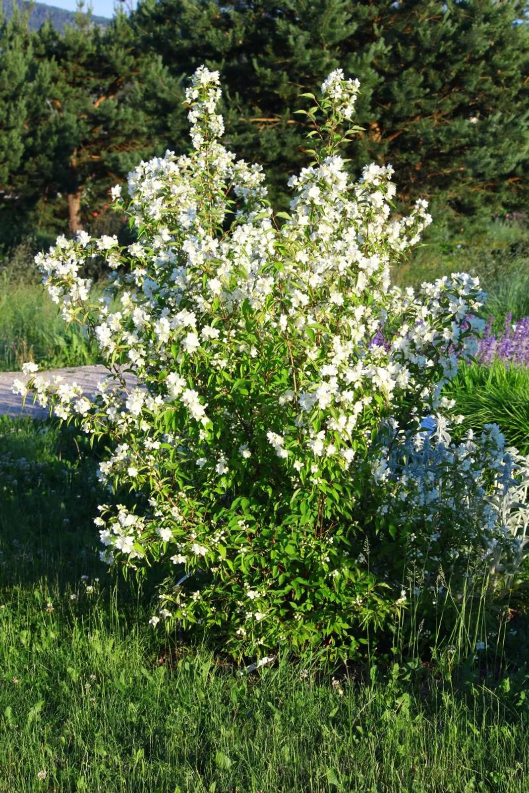 Smultronschersmin, 80-100 cm, Goliat — detalj 2