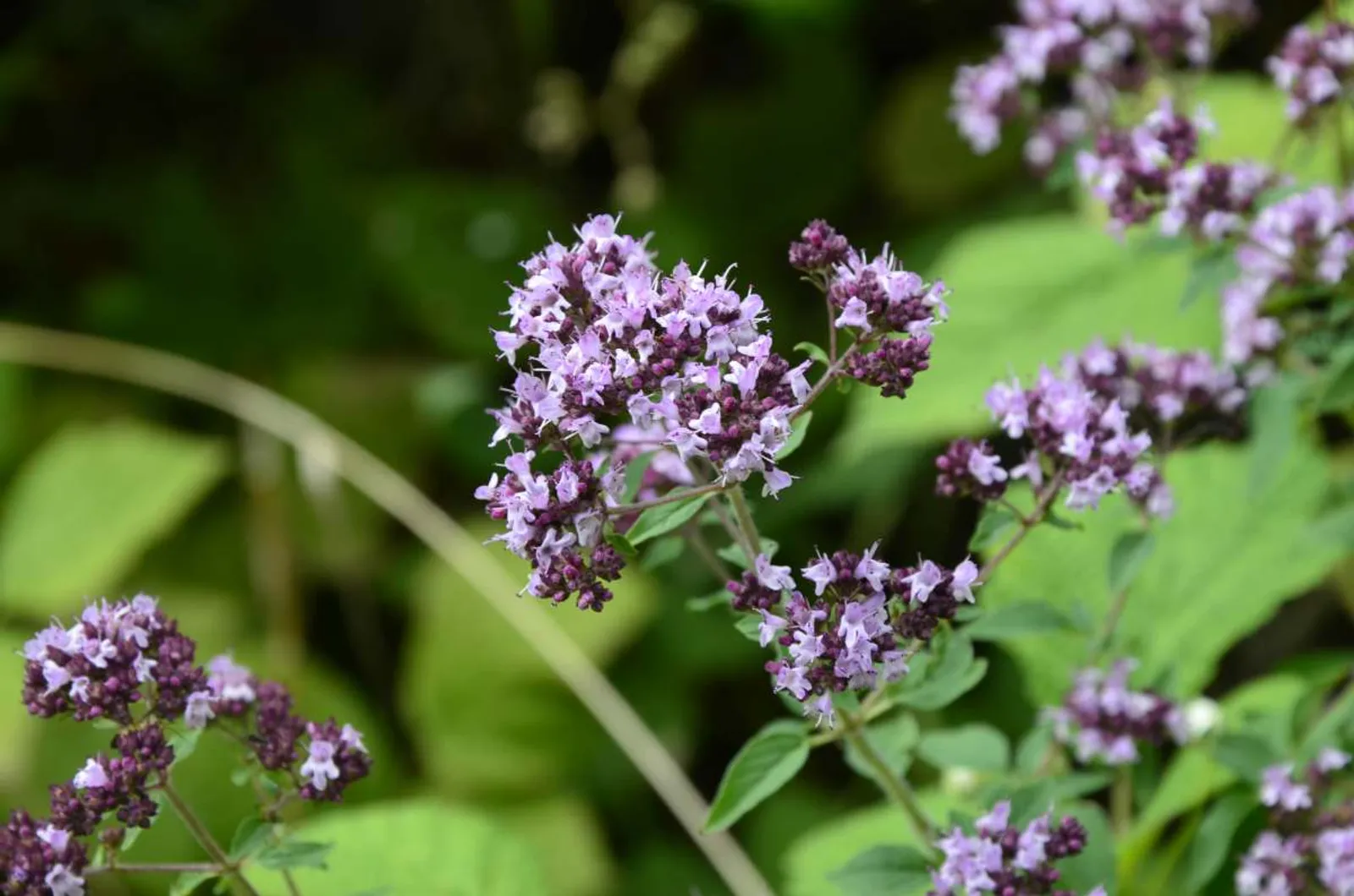 Kungsmynta, Oregano med lila blommor och aromatiska blad, klassisk kryddört för köket.