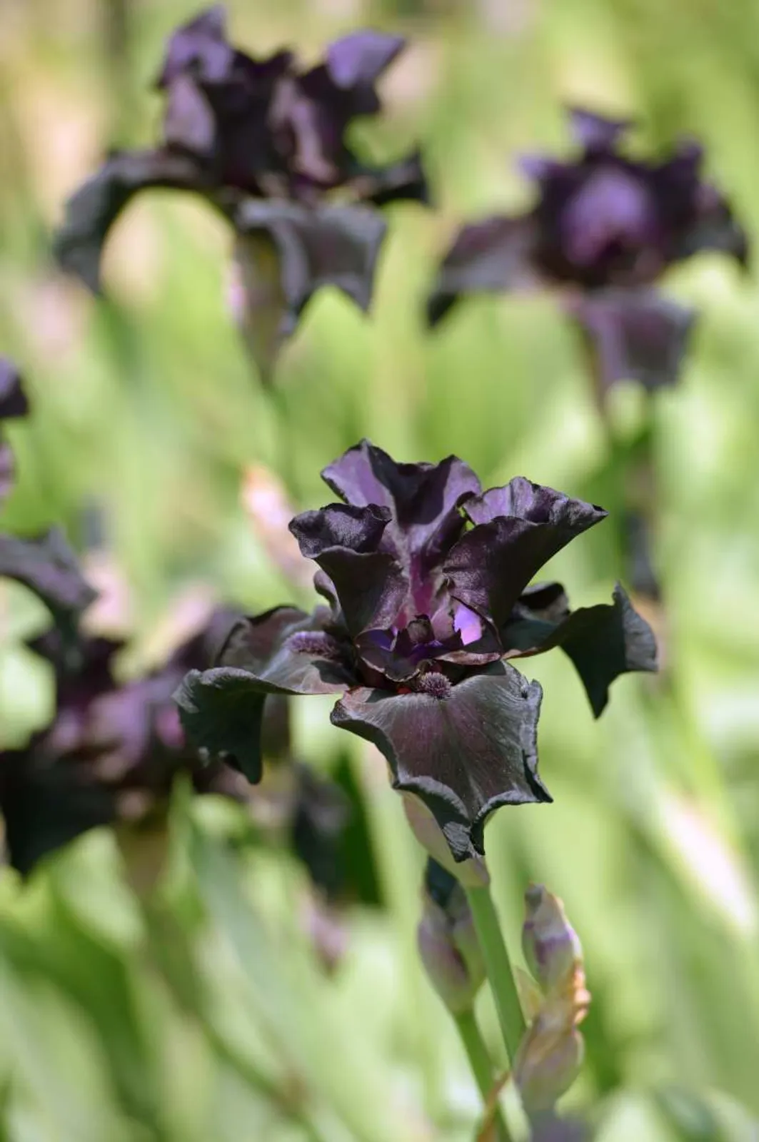 Sammetsiris 'Black Form' med mörkvioletta nästan svarta blommor, exklusiv perenn för rabatten.