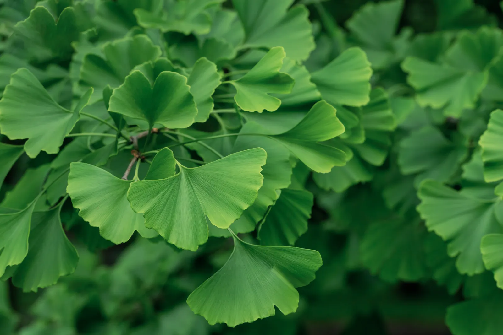 Ginkgo, 60-80 cm - bild 5