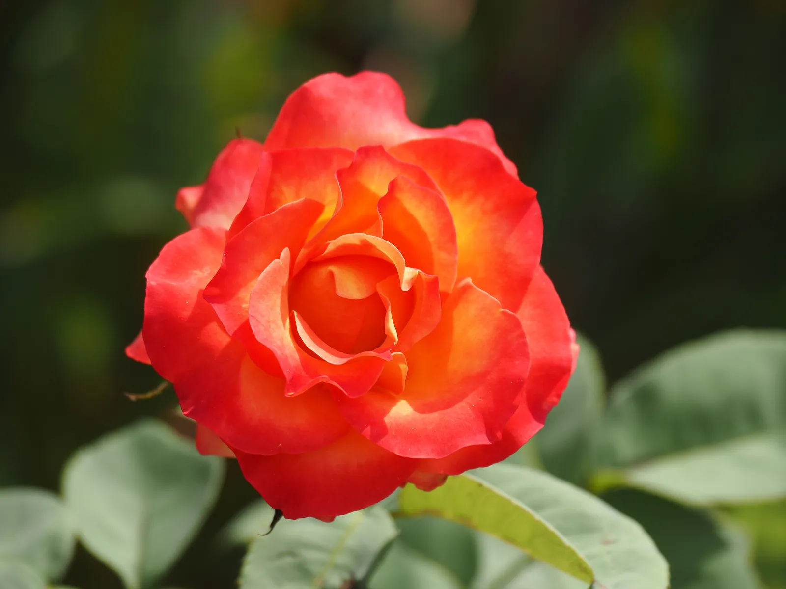 Floribundaros 'David® Rosenmager' - bild 3