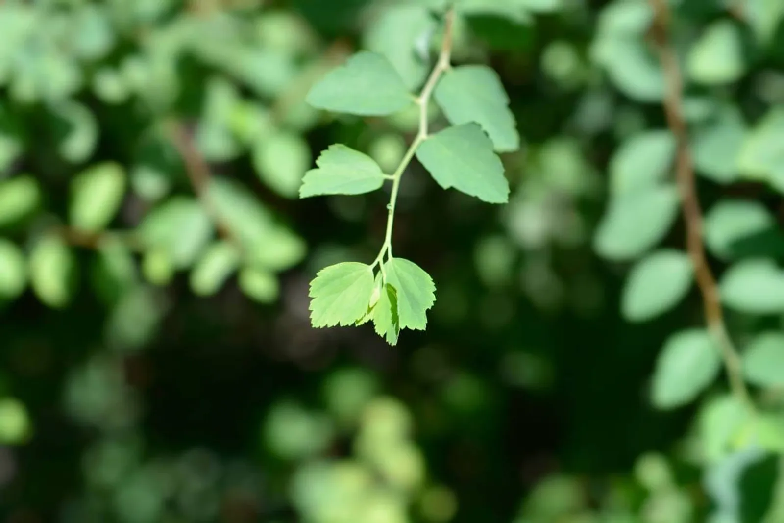 Bukettspirea, 80-100 cm, Goliat — detalj 4
