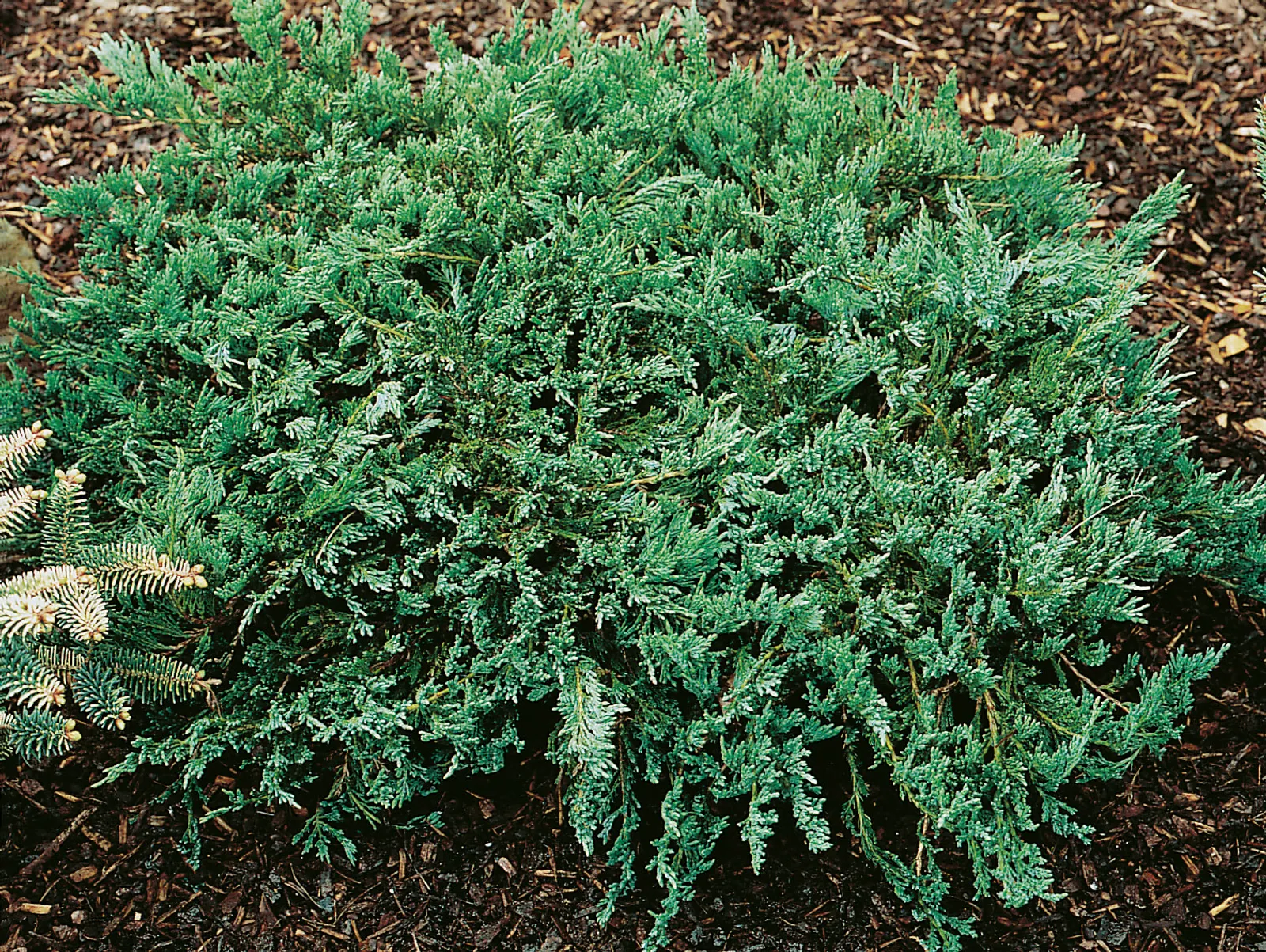 Amerikansk kryp-en 'Blue Chip', 25-30 cm - bild 2