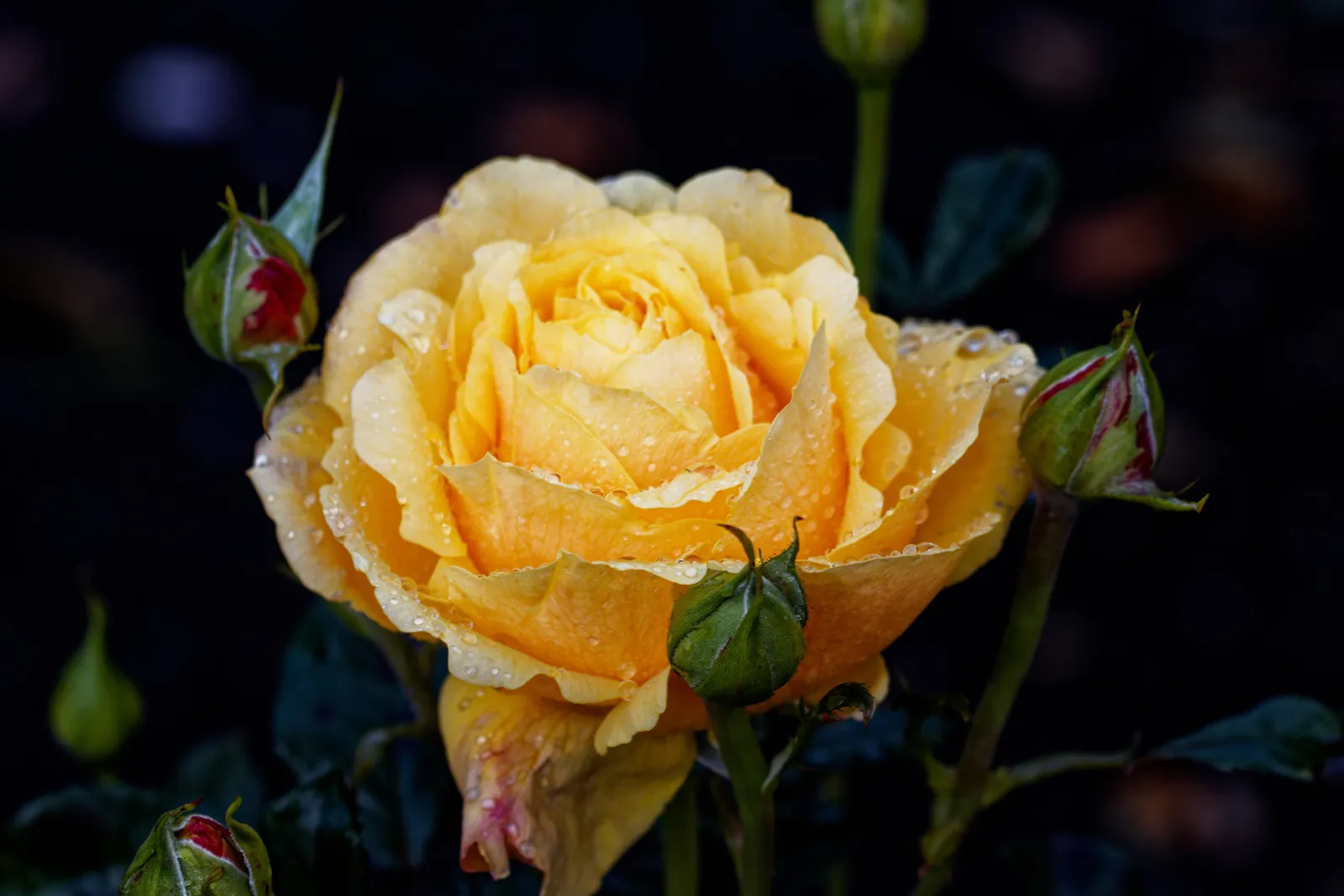 Tehybridros 'Amber Flush' - bild 2