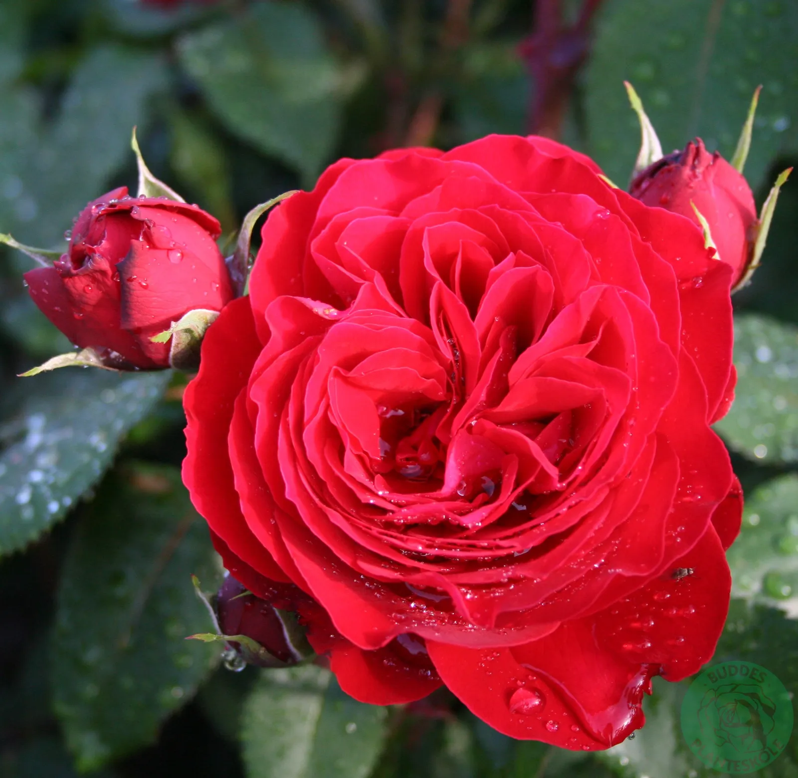 Floribundaros LOOK GOOD ... FEEL BETTER ('Poulcas034'PBR) - bild 1