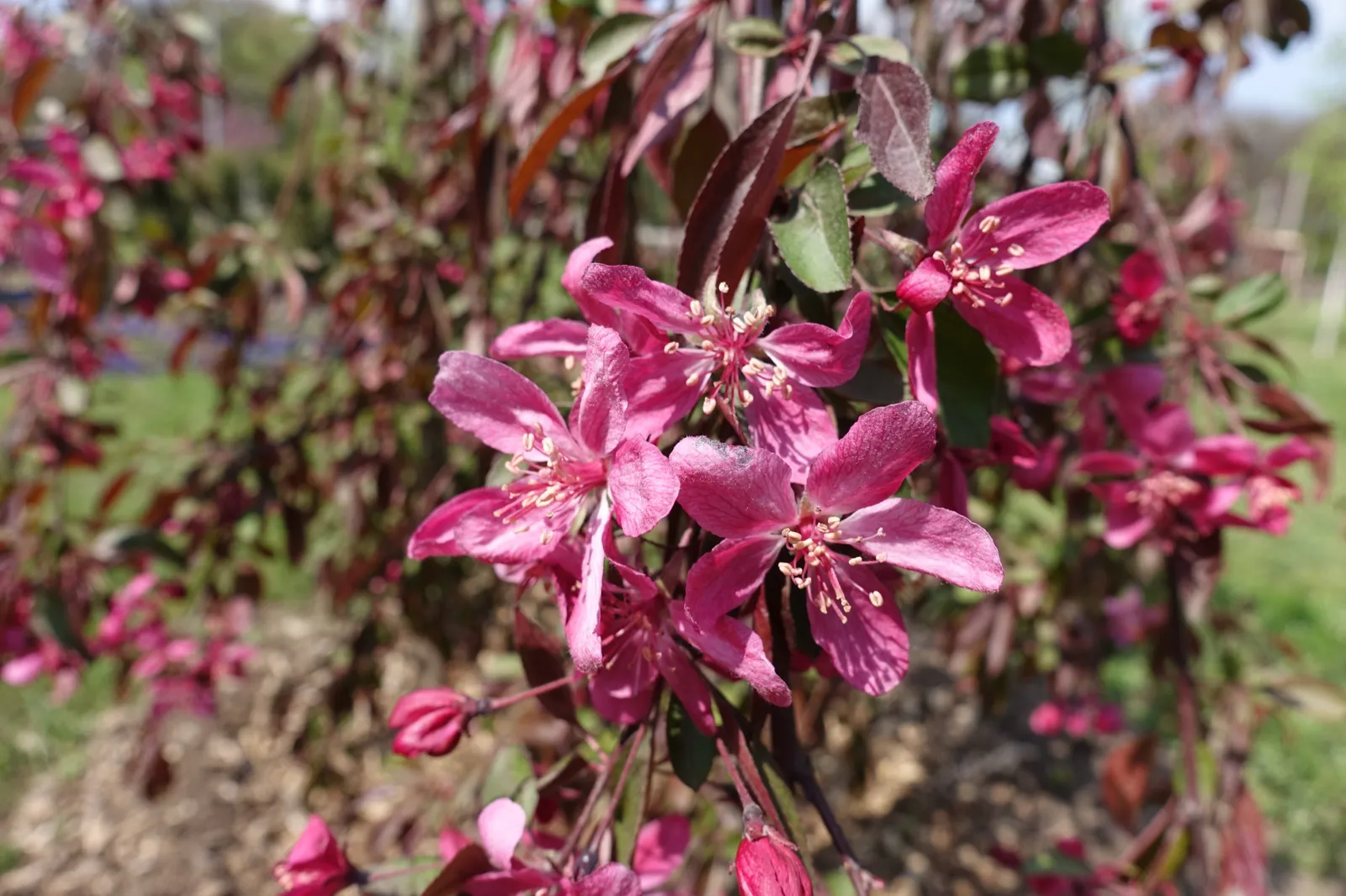 Prydnadsapel 'Royal Beauty', Sh 120 - bild 1