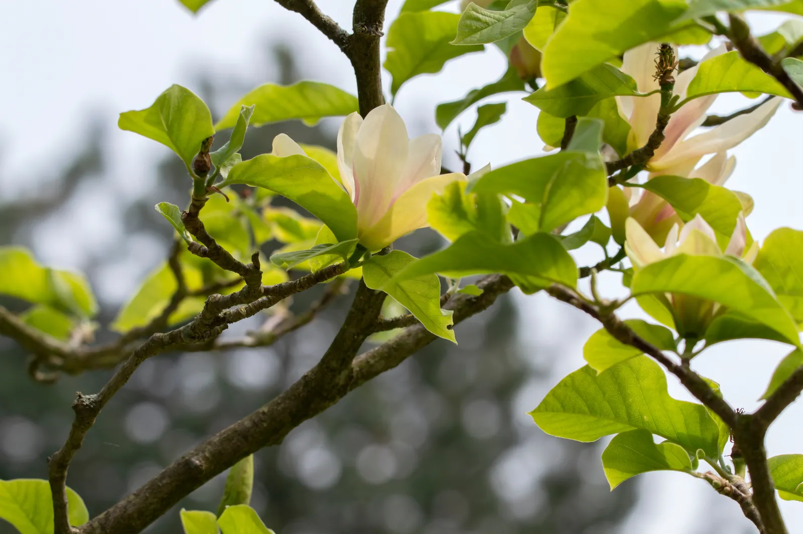 Magnolia 'Sunsation', sol 60-80 cm, co/kl - bild 3