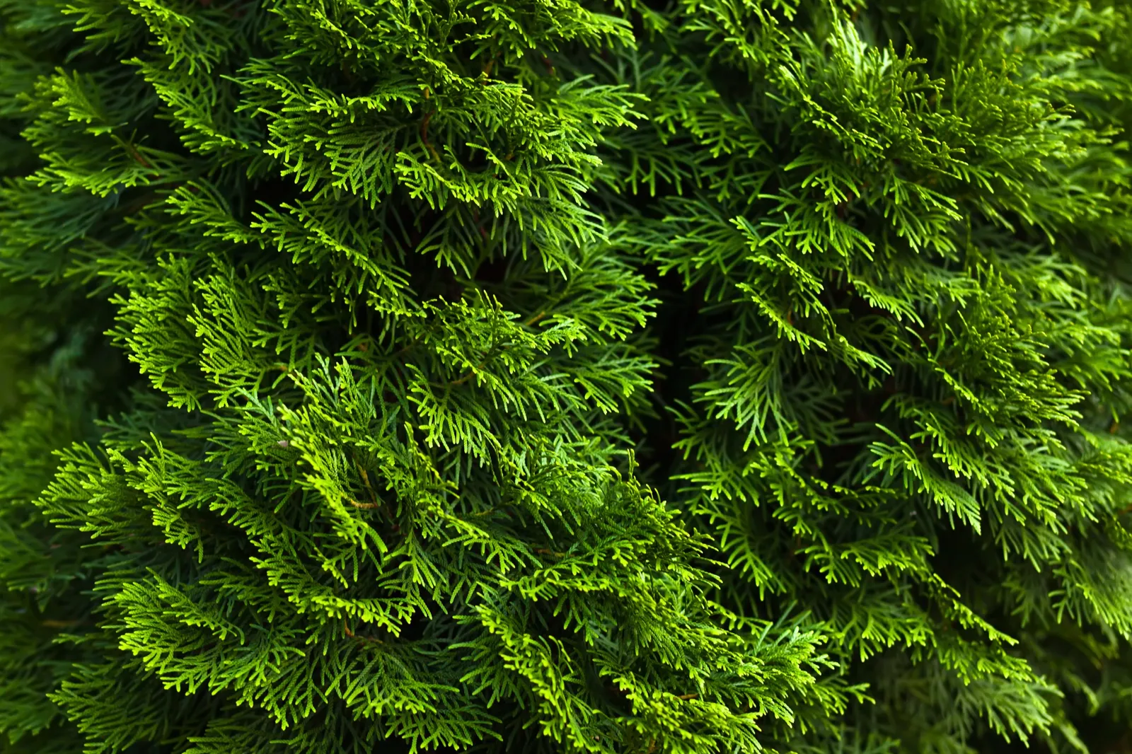 Tuja 'Smaragd', 100-125 cm - bild 2