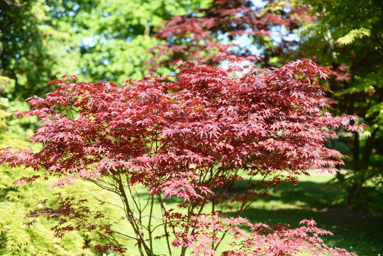 Japansk lönn 'Bloodgood', sol 100-125 cm, co/kl - bild 3