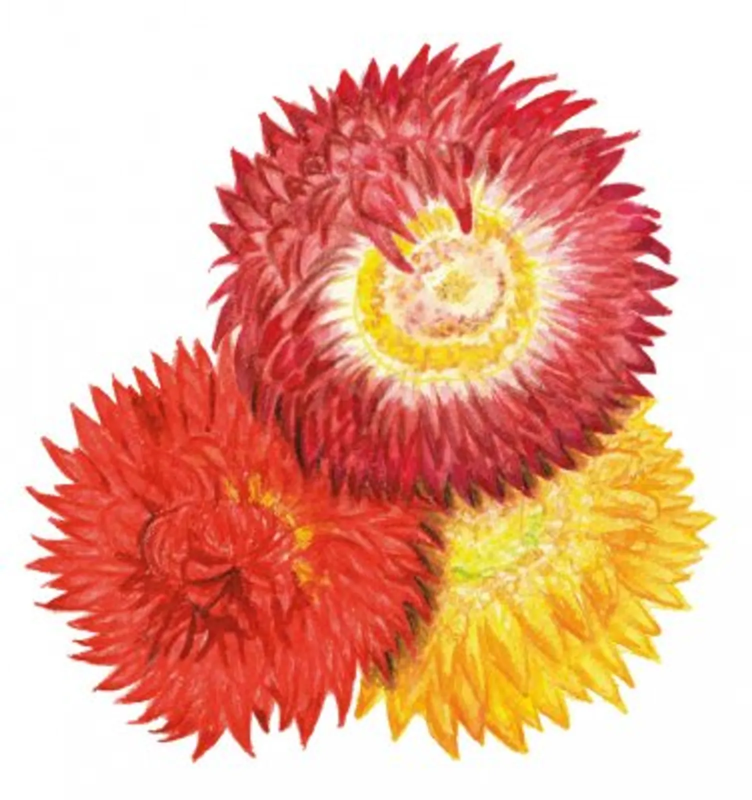 Jätteeternell torkblomma i röd, gul och orange färg, med stora, texturerade kronblad som ger en livfull och färgglad känsla