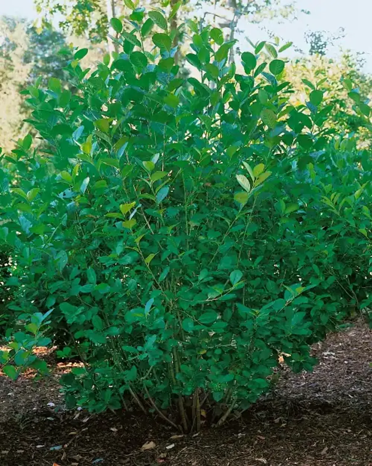 Slånaronia 'Elata' med vita blommor, svarta bär och lysande höstfärger, en mångsidig häckväxt.