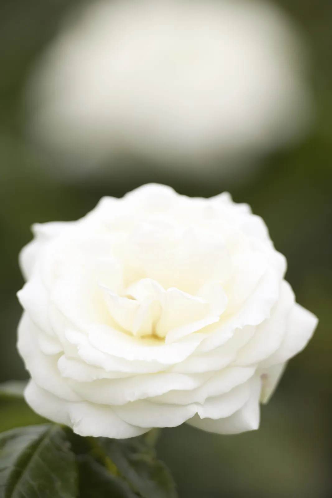 Floribundaros LA PALOMA '85 ('Tanamola') - bild 4