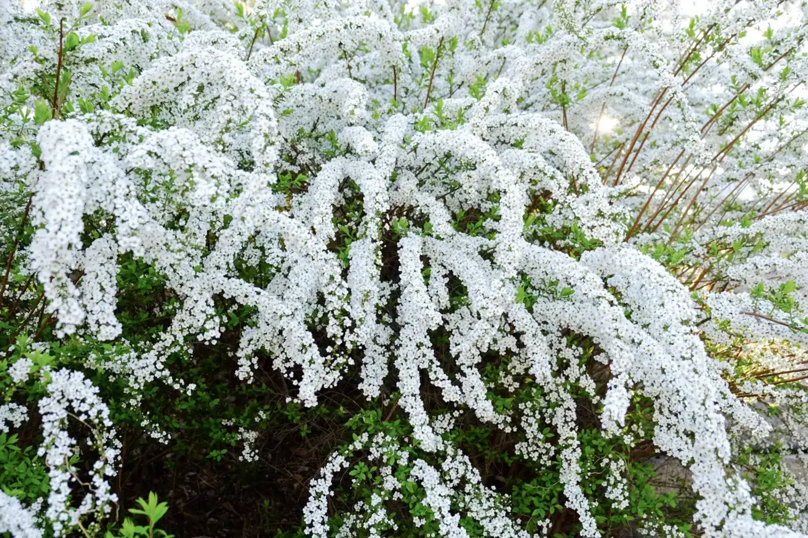 Norskspirea 'Grefsheim', 30-50 cm — närbild