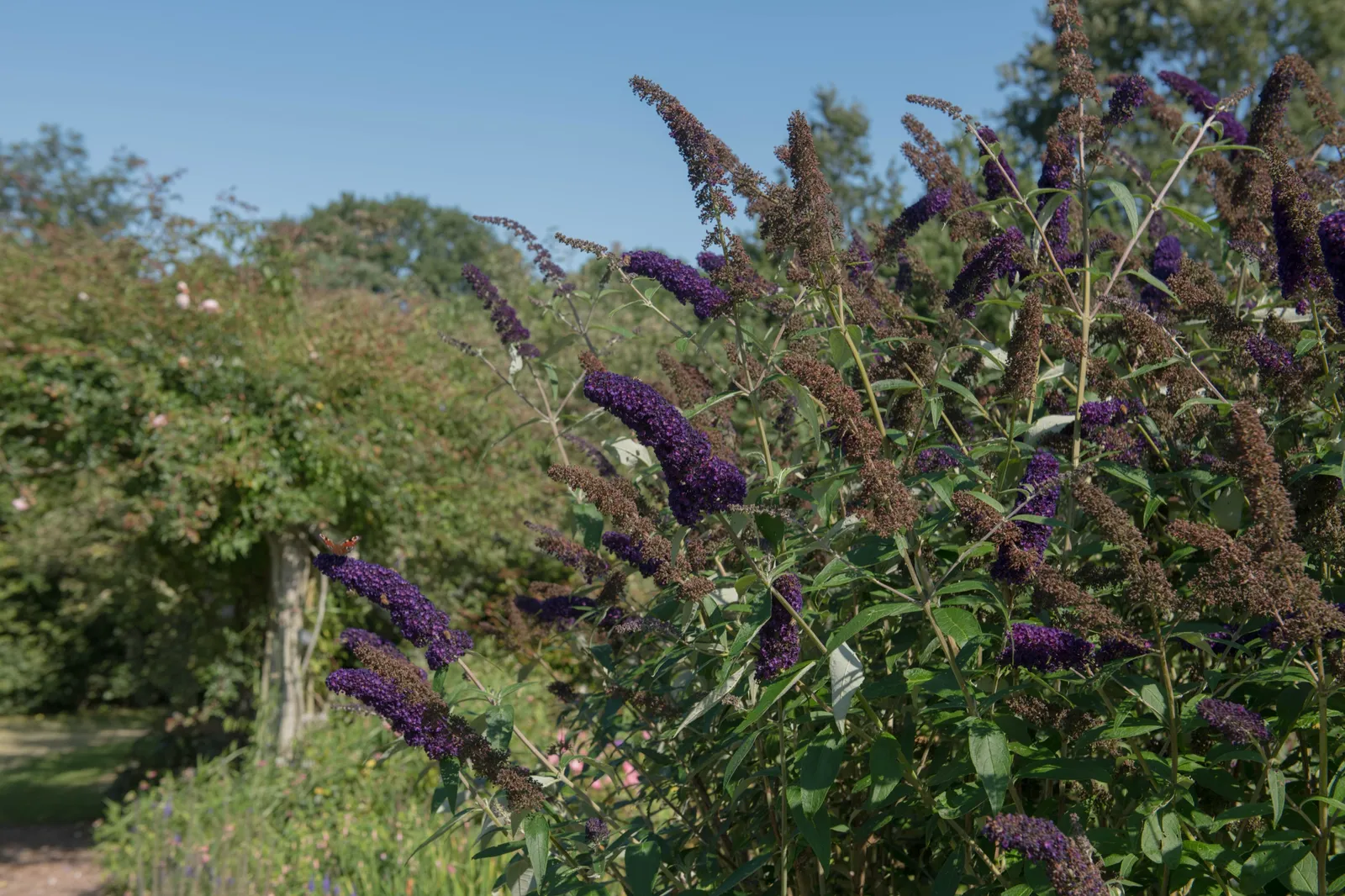 Syrenbuddleja 'Black Knight' - bild 3
