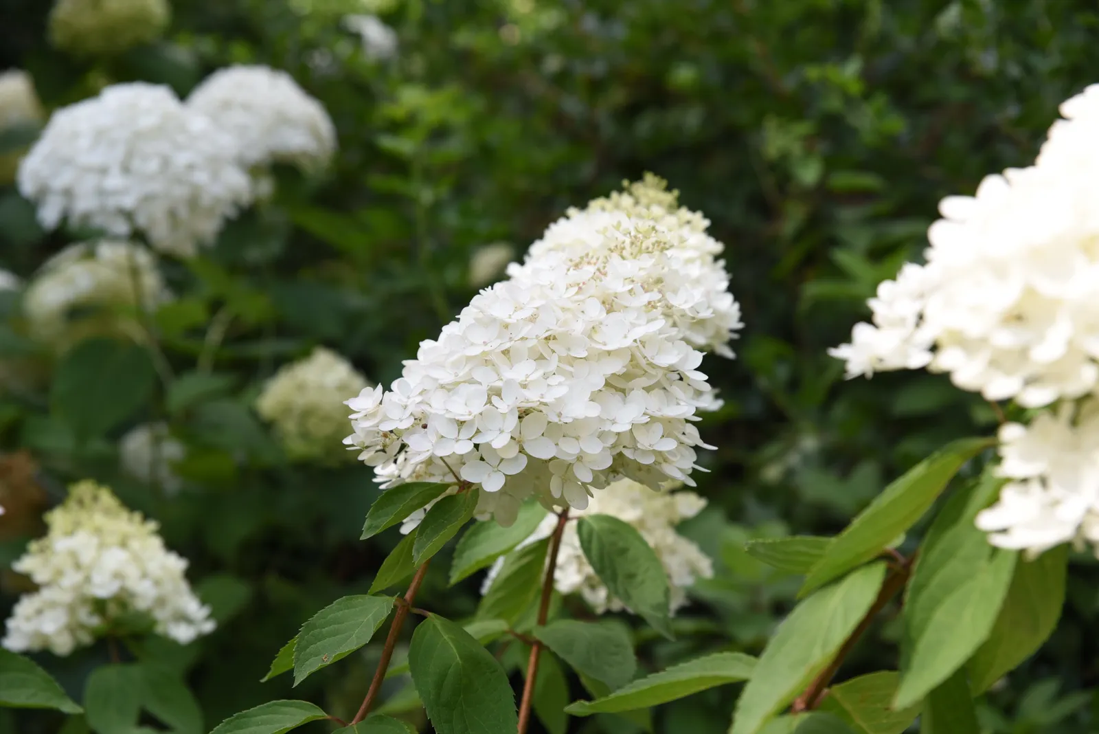 Syrenhortensia - bild 2