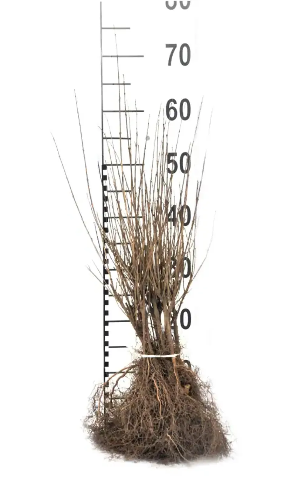 Dvärgliguster, 20-40 cm — detalj 4