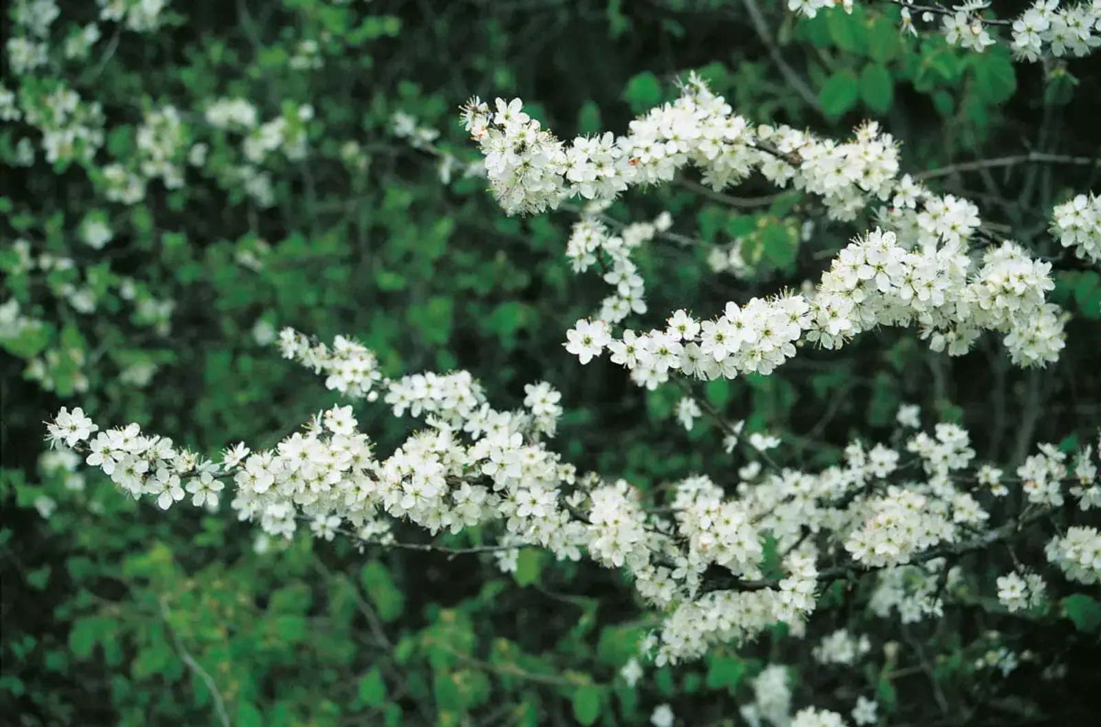 Slån, 50-80 cm — närbild