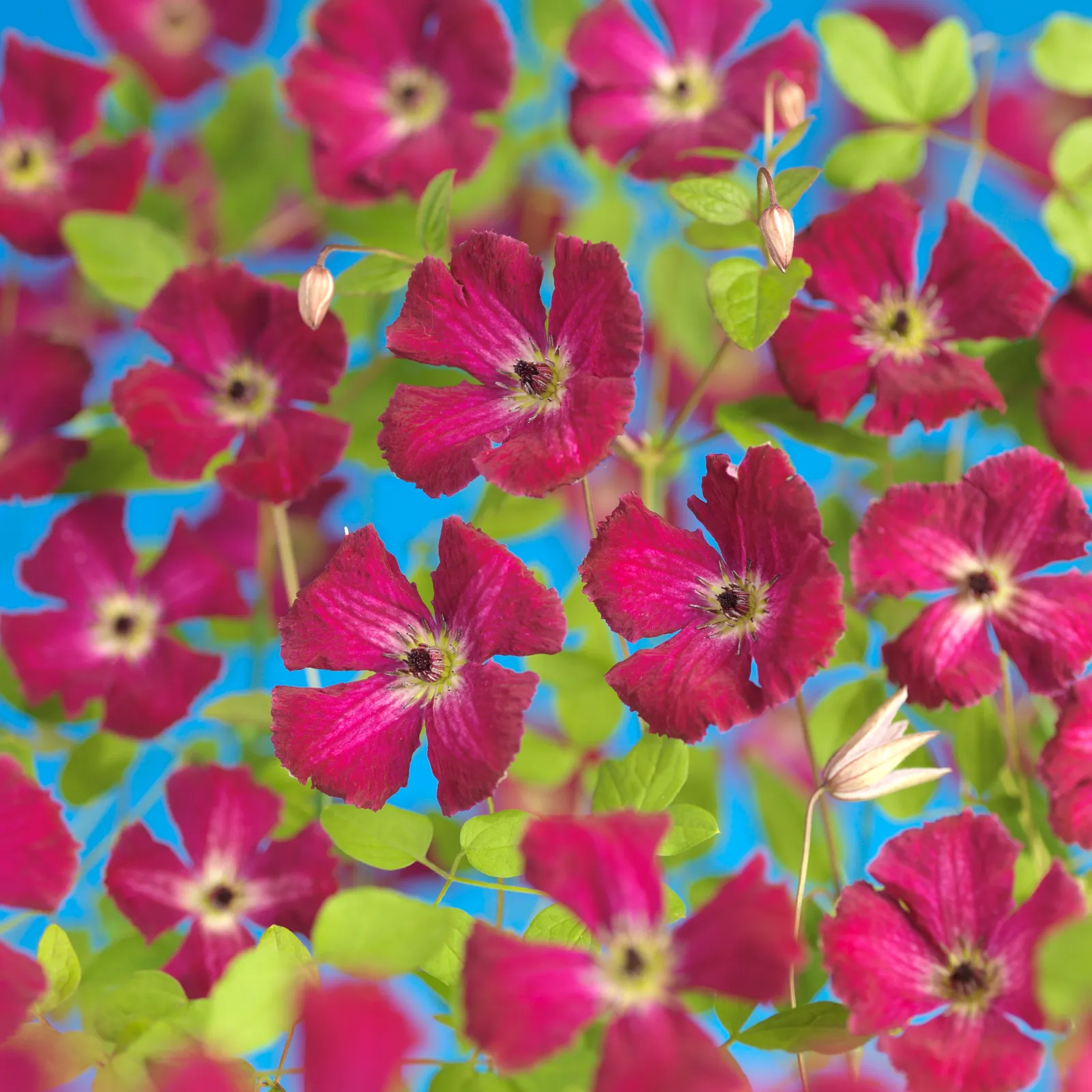 Viticella-klematis 'Rubra' - bild 1