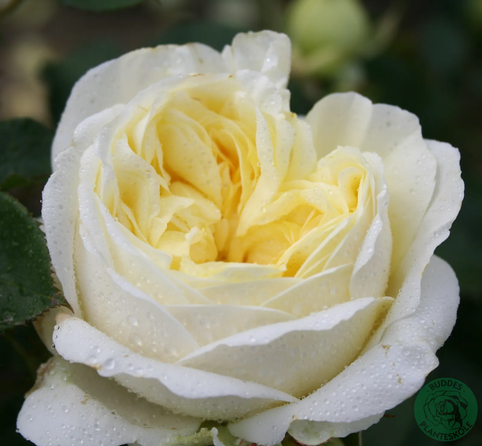 Floribundaros KRONPRINCESSE MARY ('Poulcas018'PBR) - bild 2