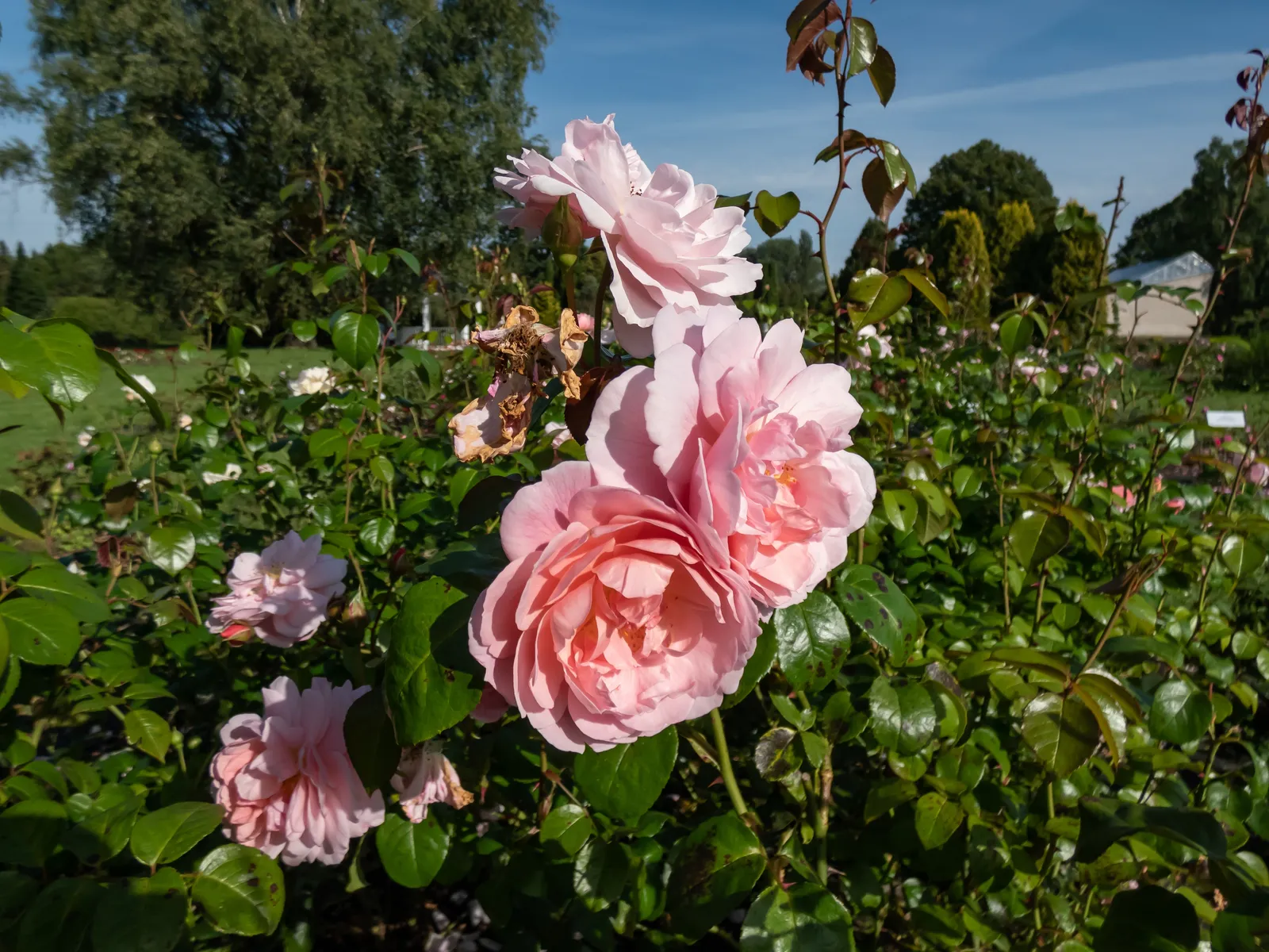Modern buskros STRAWBERRY HILL ('Ausrimini'PBR) - bild 4