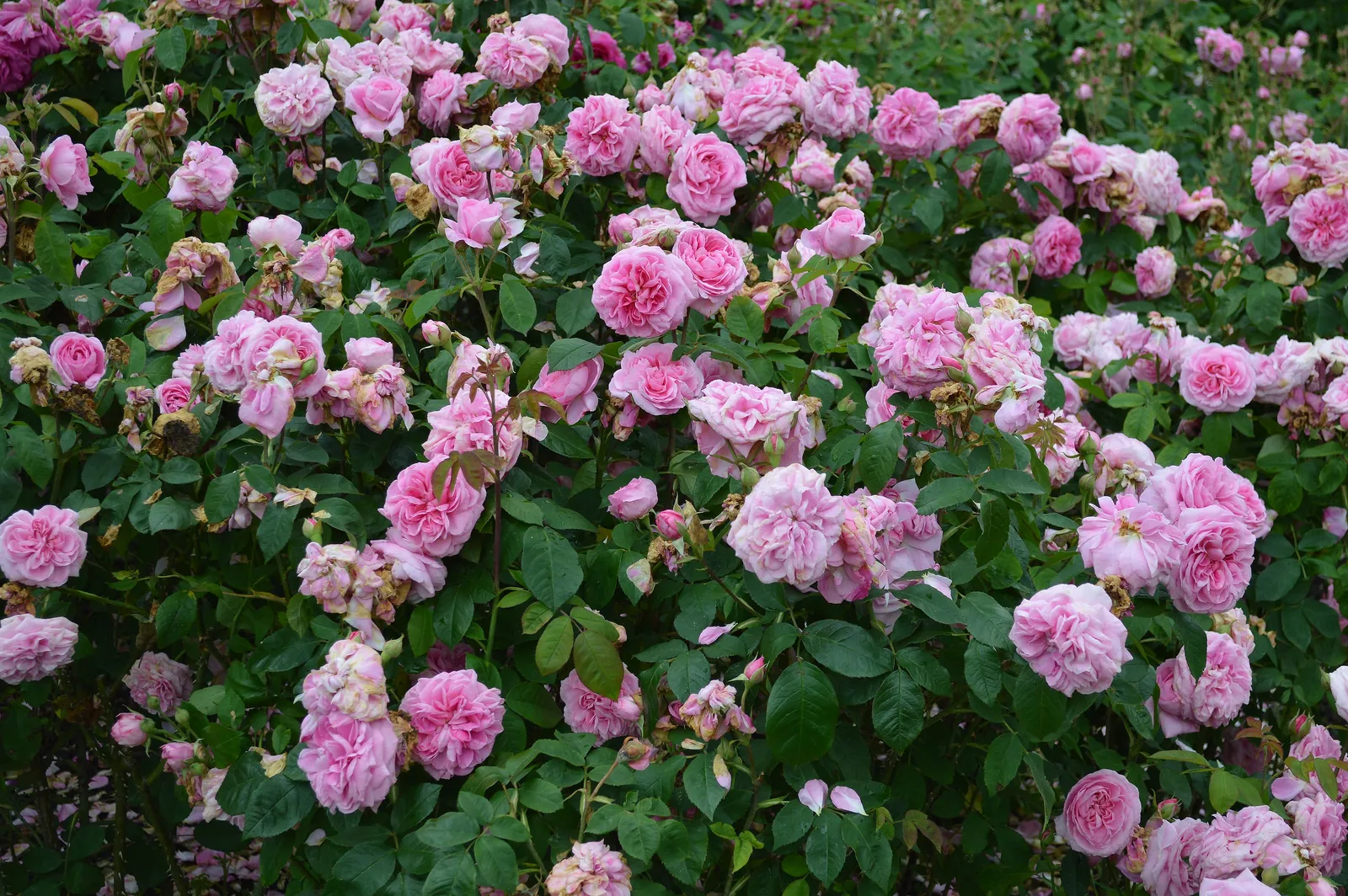Modern buskros GERTRUDE JEKYLL® ('Ausbord') - bild 4