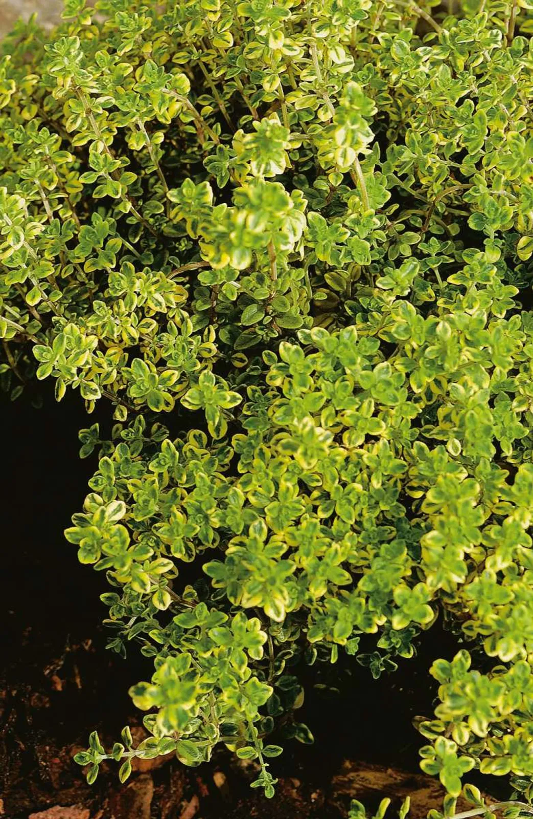 Citrontimjan 'Aureus' med gulgrön bladverk och citrusdoft, aromatisk ört för kryddträdgården.