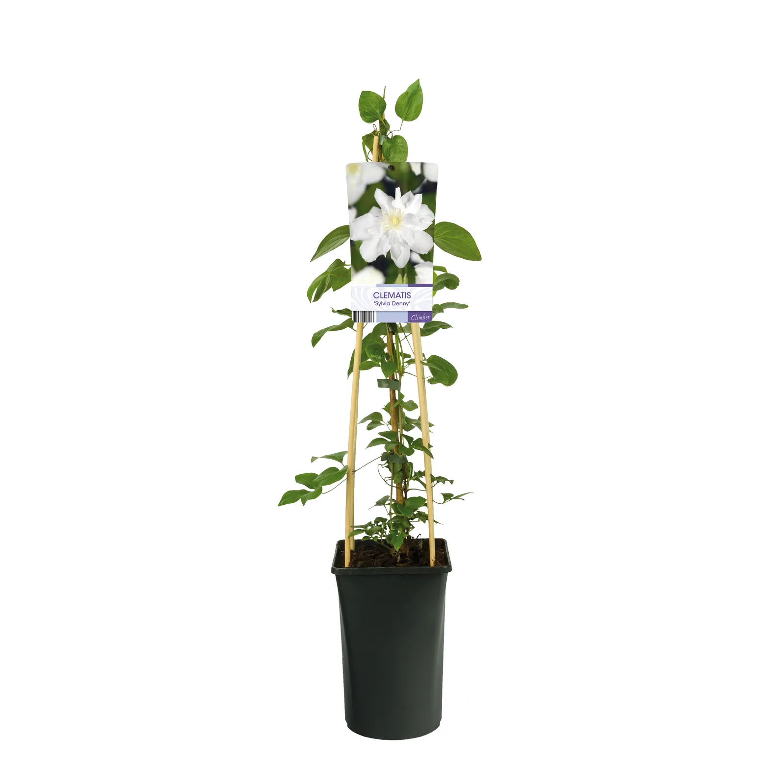 Klematis (Tidiga Storblommiga Gruppen) 'Sylvia Denny' - bild 2