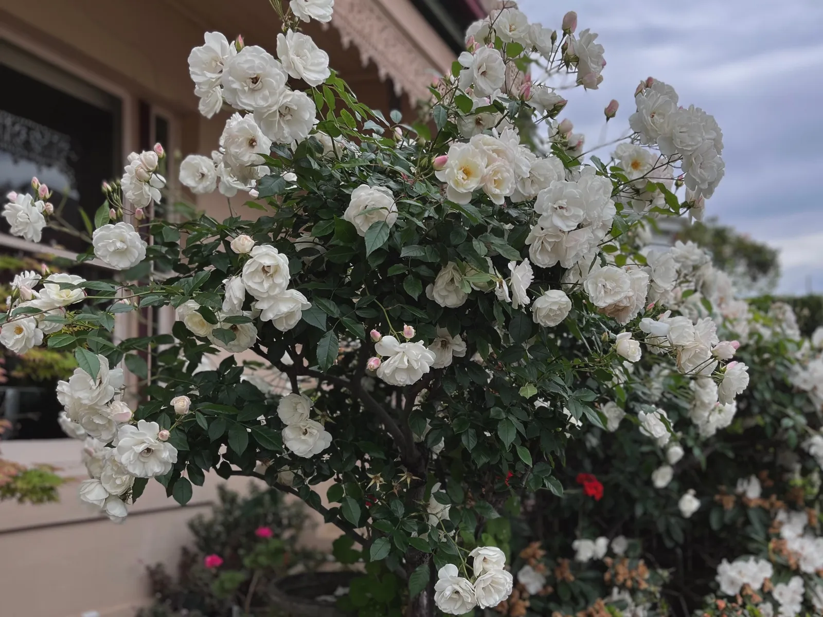 Floribundaros 'Climbing Iceberg' - bild 5
