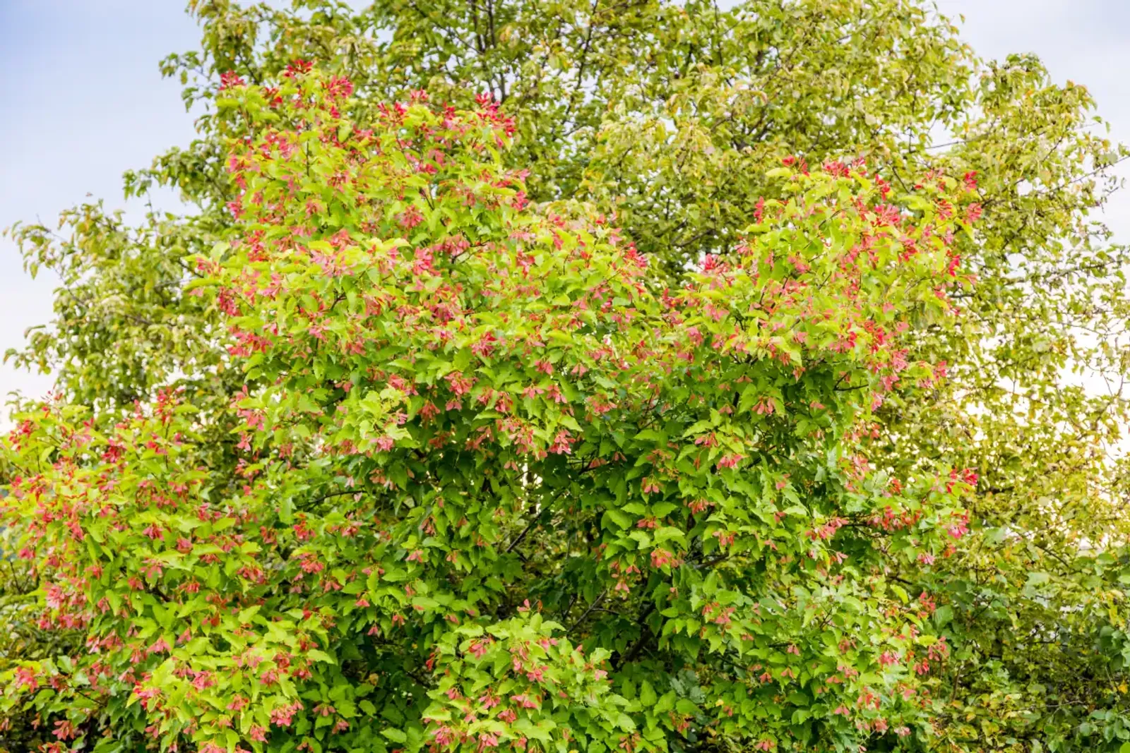 Ginnalalönn, 50-80 cm — detalj 4