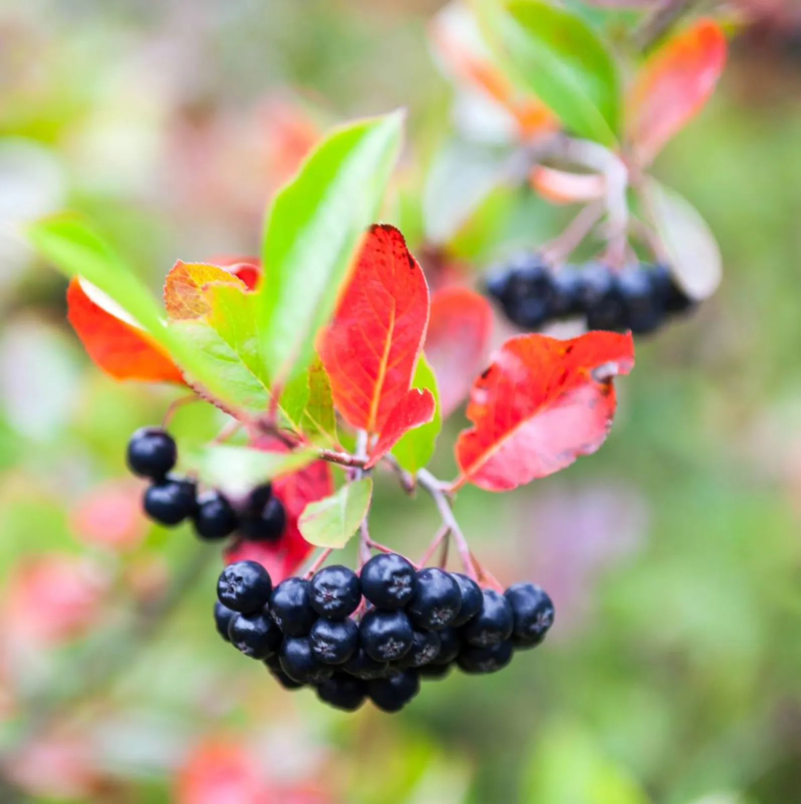 Svartaronia 'Hugin', 20-40 cm — detalj 5
