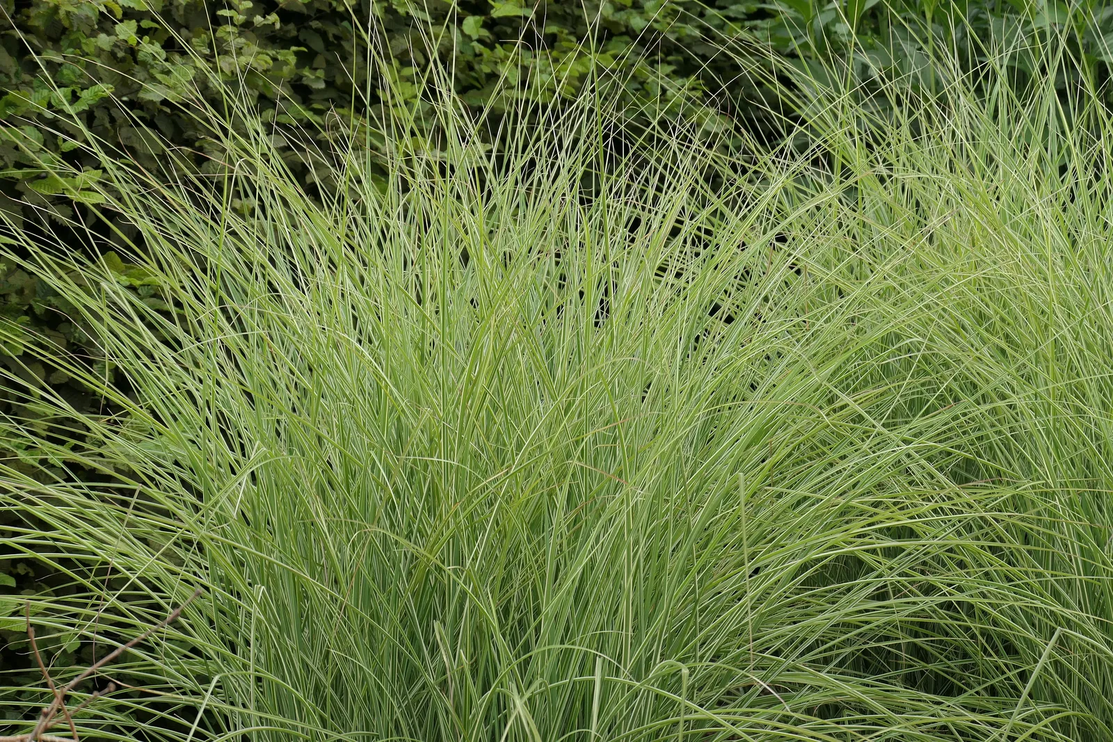 Glansmiskantus 'Morning Light', syn. japanskt gräs, 2L - bild 2