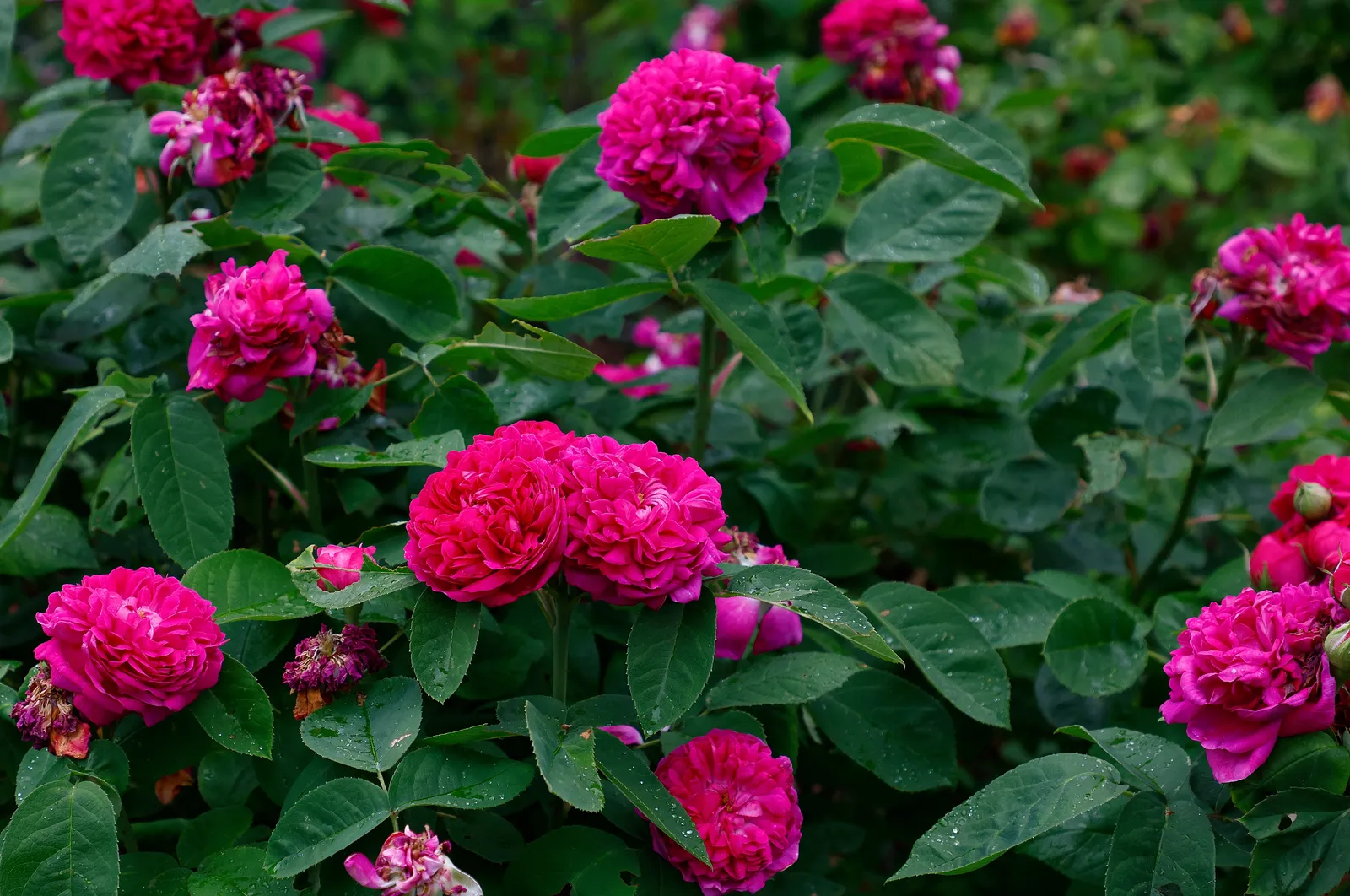 Höstdamascenerros 'Rose de Rescht' - bild 5