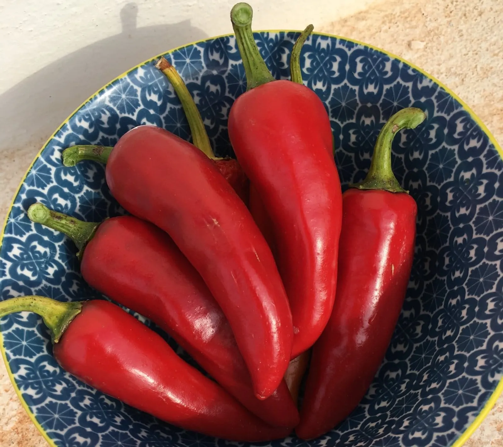Paprika Korosco ekofrö — röda koniska paprikor, 13-16 cm för friland