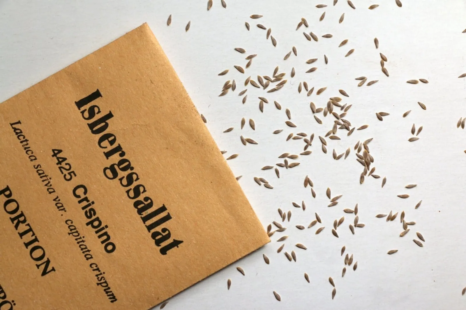 Crispino isbergsallat frö med fräscha sallatsblad