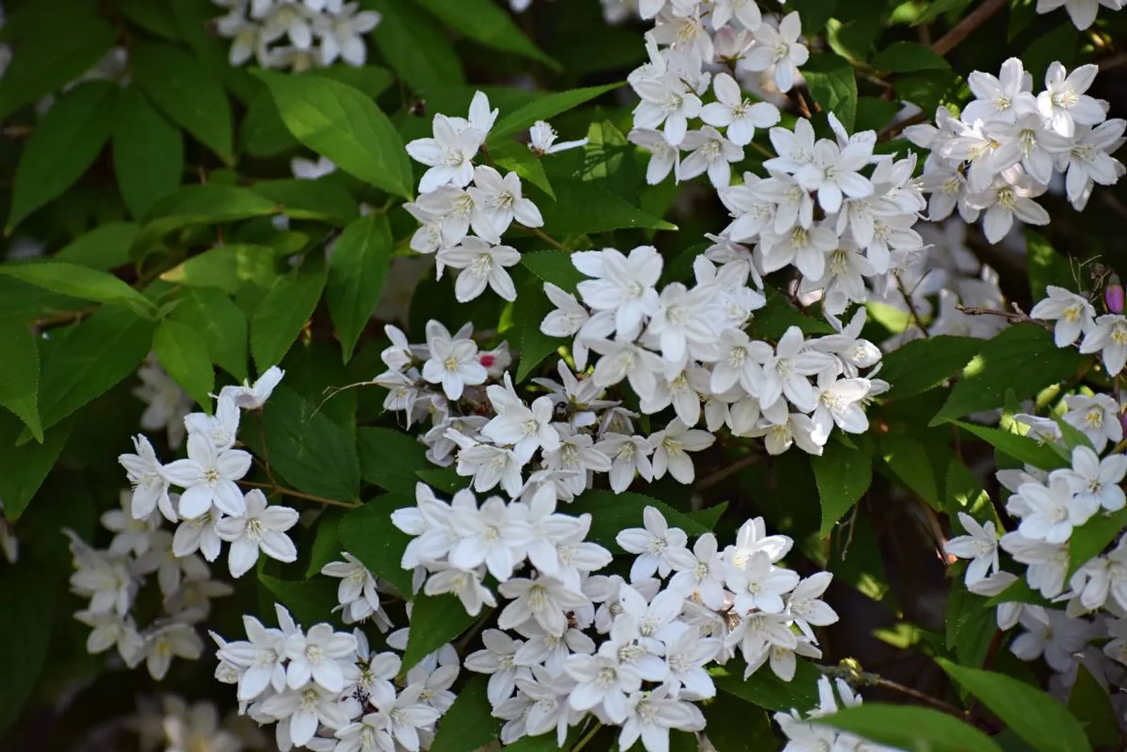Bruddeutzia, 15-30 cm — detalj 2