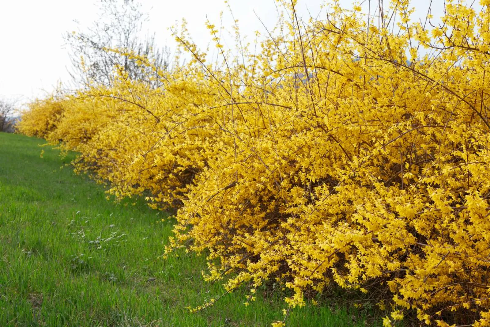 Hybridforsythia 'Freja' E, 20-40 cm — detalj 2