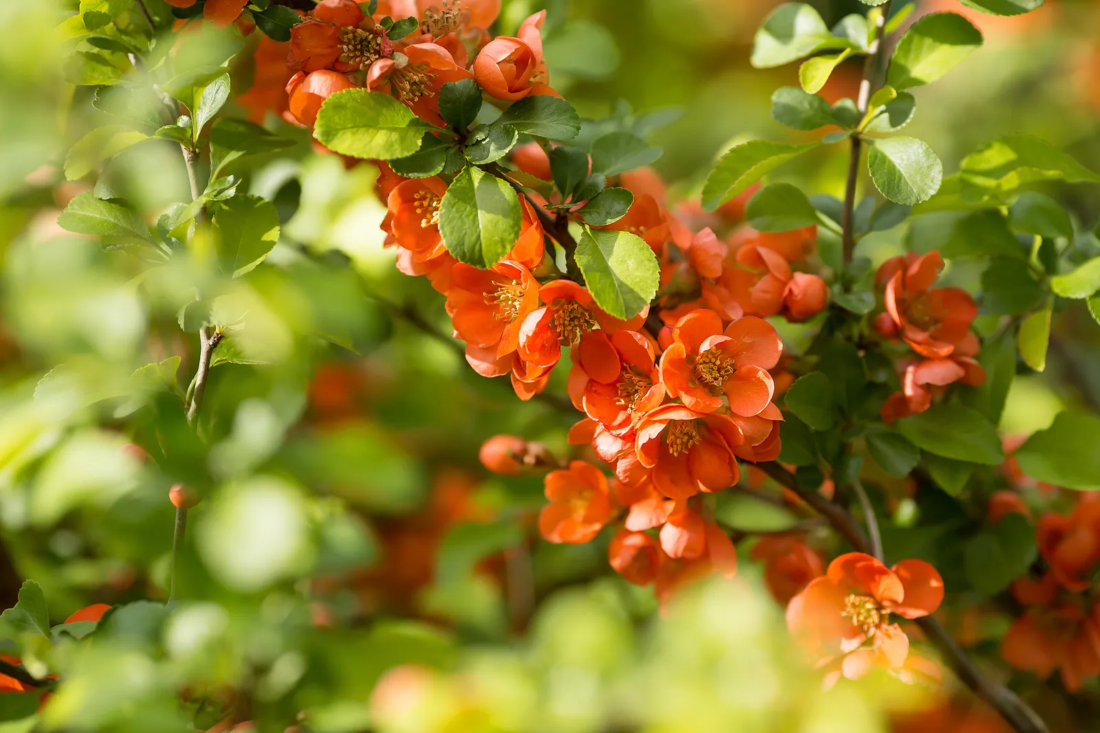 Liten rosenkvitten BALSGÅRD RONDO® ('Rondo') - bild 3