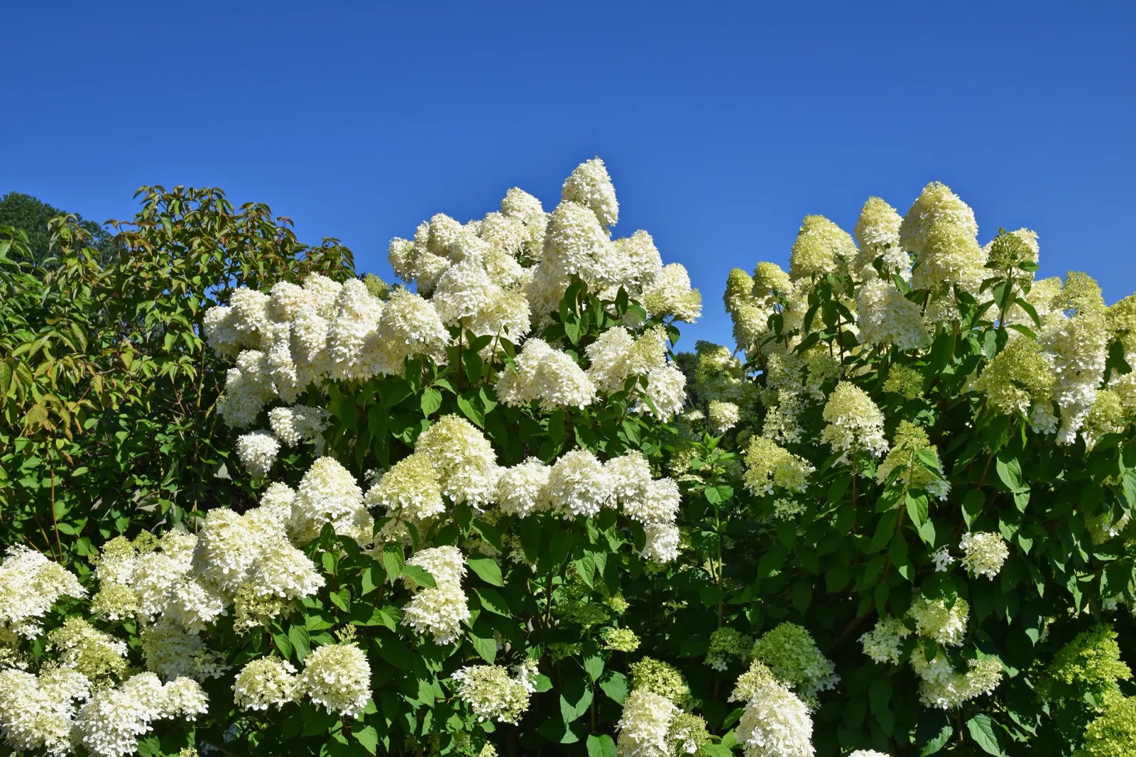 Vipphortensia 'Limelight' - bild 7