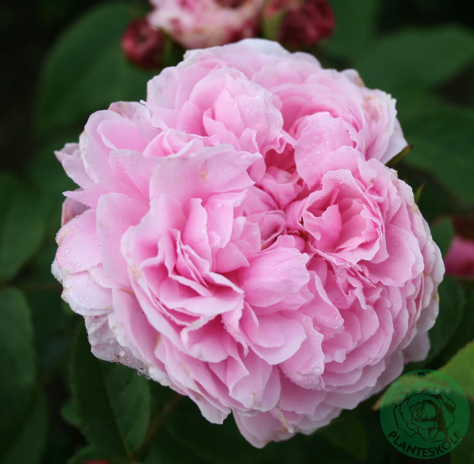 Portlandros 'Jacques Cartier' - bild 1