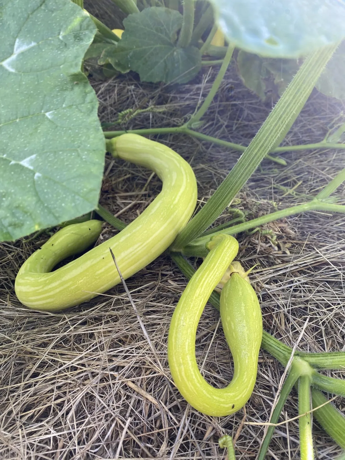 Tromboncino sommarsquash frö med sommarsquash