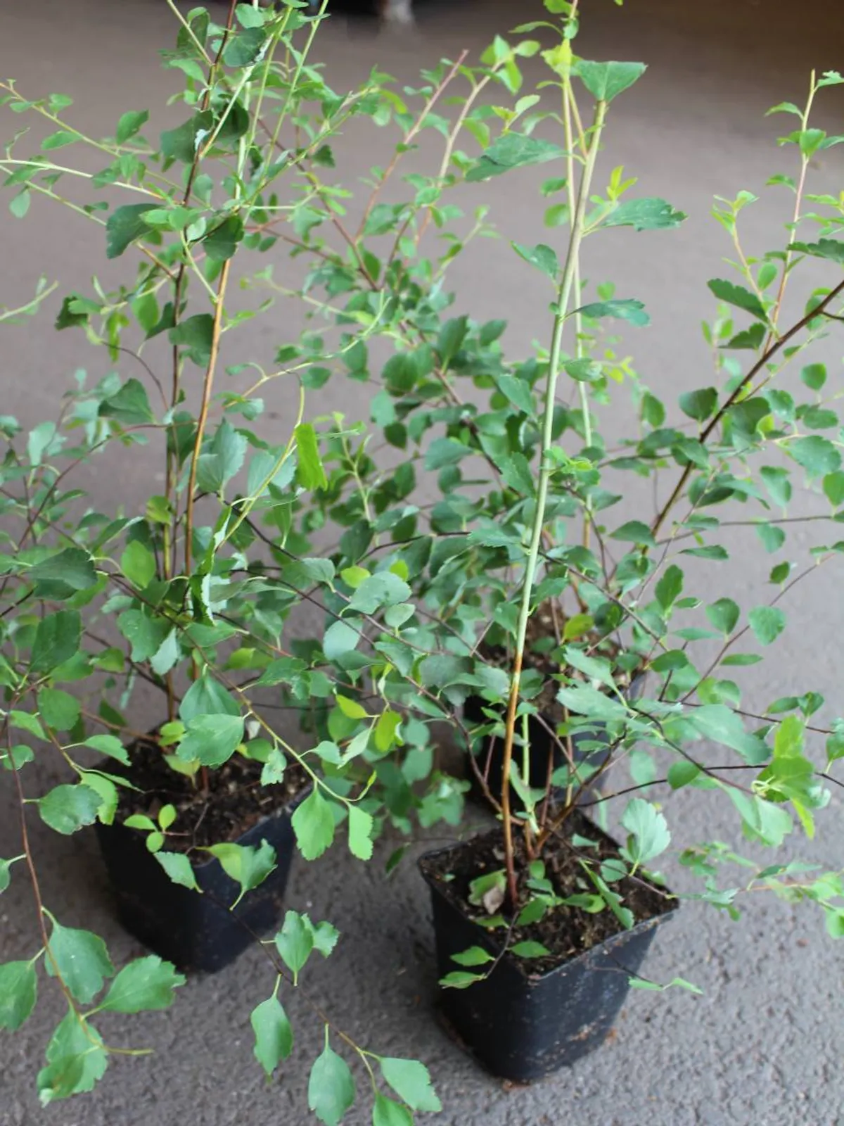 Bukettspirea, 20-40 cm — detalj 5