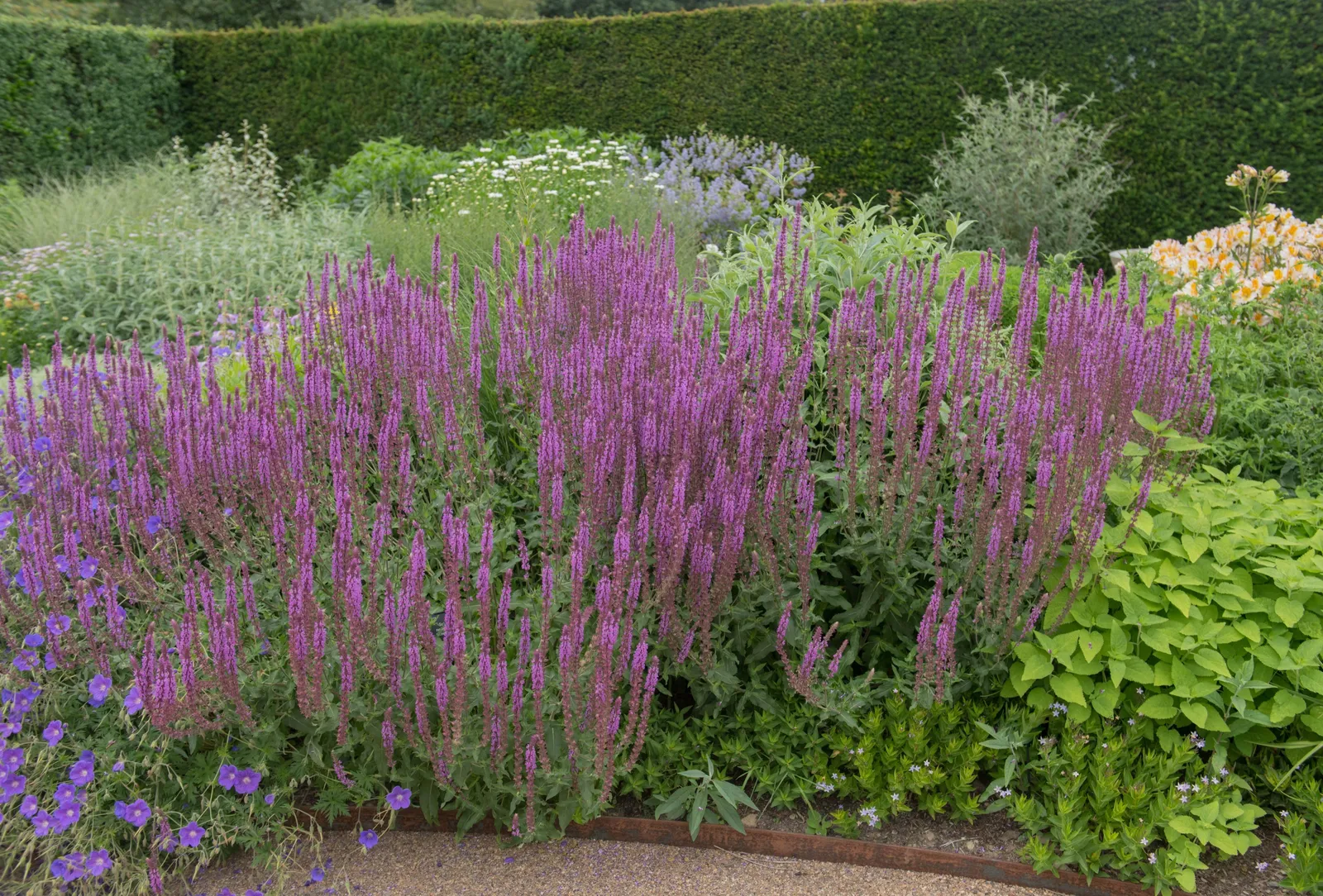 Stäppsalvia 'Amethyst' - bild 3