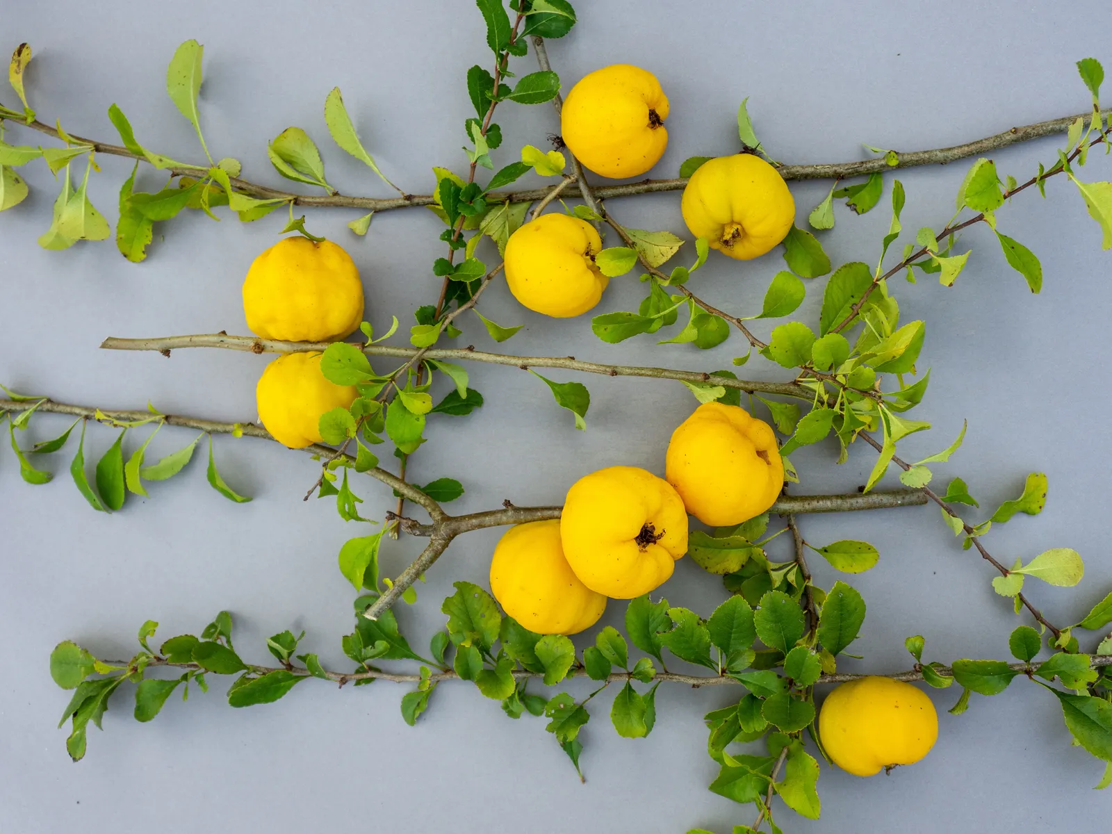 Liten rosenkvitten BALSGÅRD RONDO® ('Rondo') - bild 5