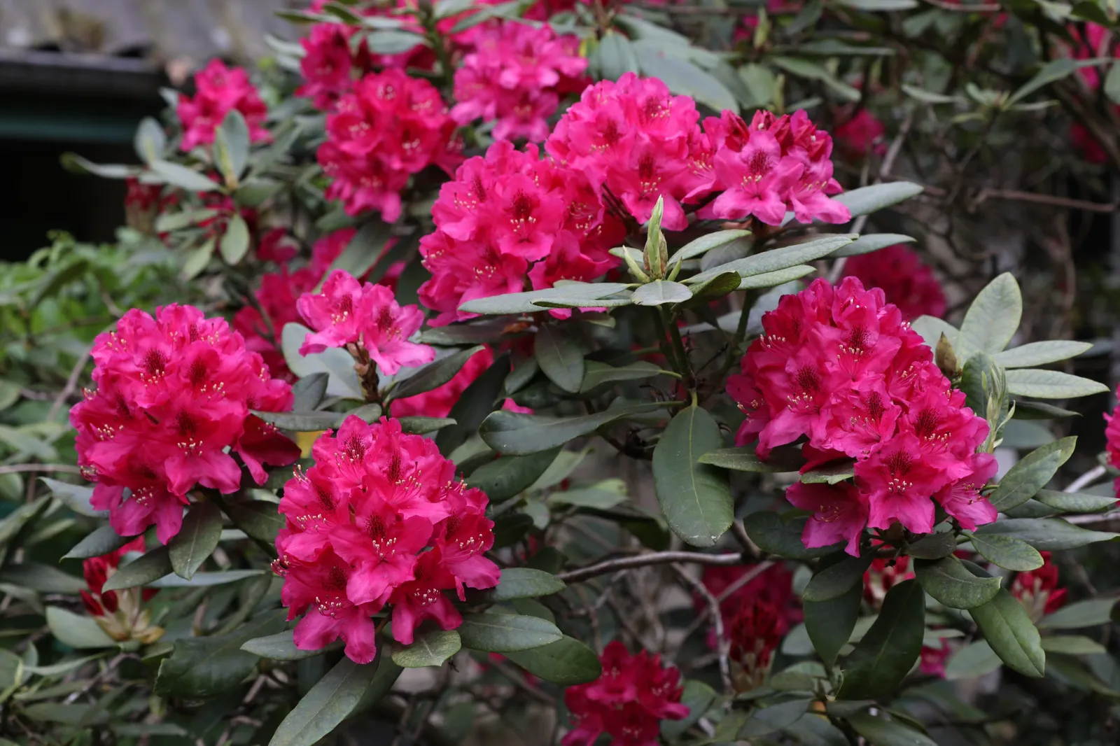 Parkrododendron 'Nova Zembla', 30-40 cm - bild 5