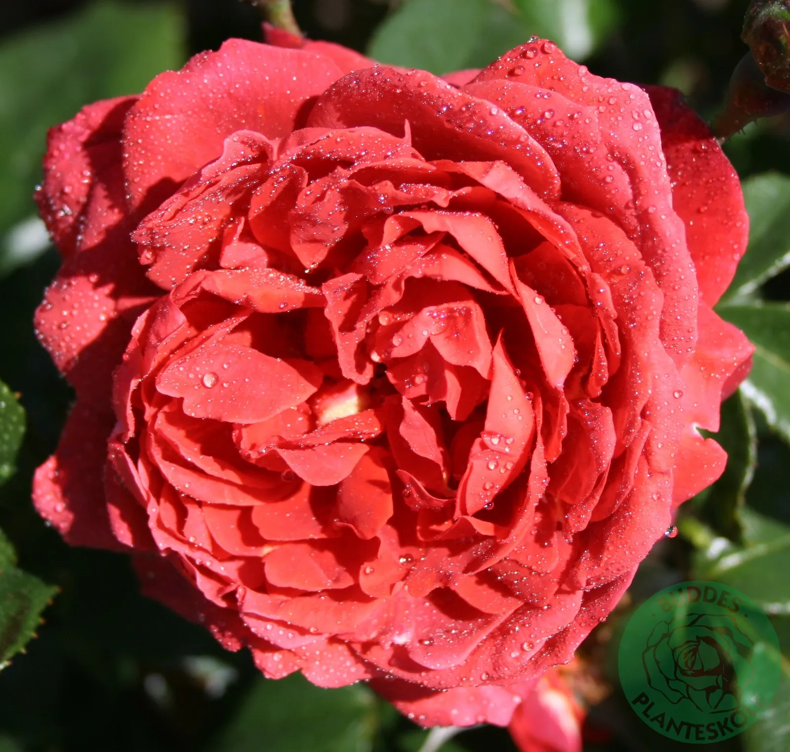 Floribundaros HOT CHOCOLATE ('Wekpaltlez') - bild 1