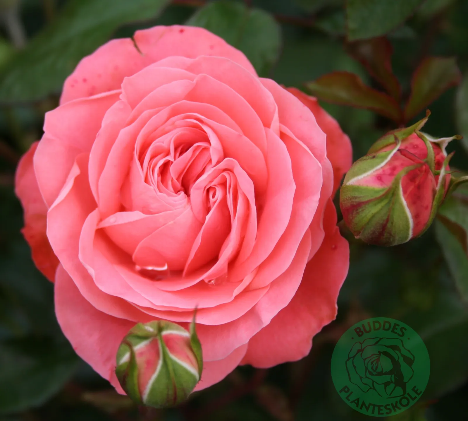 Floribundaros SCHACKENBORG ('Pouldron') - bild 2