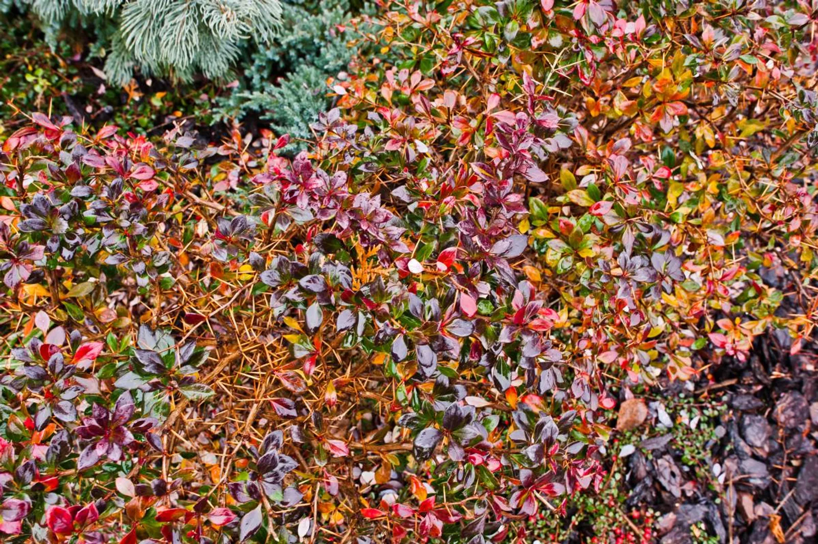 Häckoxbär, 60-100 cm, Goliat — detalj 3